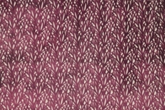 Moorland_Arboretum_Elderberry
