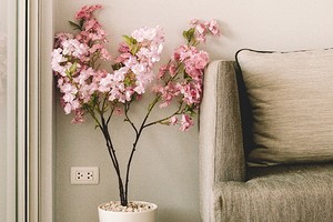 Сад у вас дома: 9 лучших цветущих комнатных растений с названиями и фото